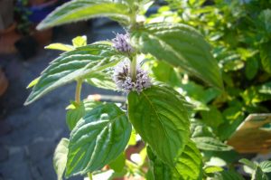 Read more about the article Acker-Minze – Mentha arvensis