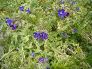 Read more about the article Gemeine Ochsenzunge – Anchusa officinalis