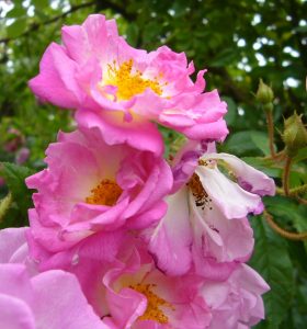 Read more about the article Rose “Garden of Hex” – Multiflora Hybride
