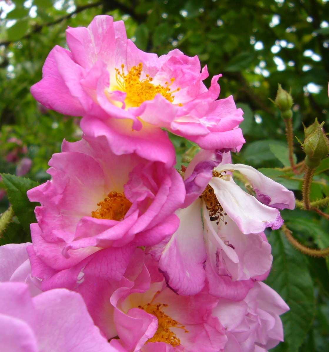 You are currently viewing Rose “Garden of Hex” – Multiflora Hybride