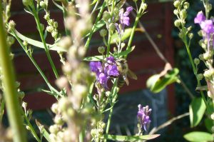 Read more about the article Purpur-Leinkraut – Linaria purpurea
