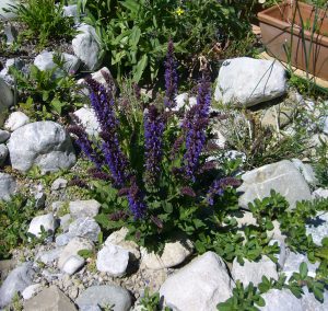 Read more about the article Steppen-Salbei – Salvia nemorosa