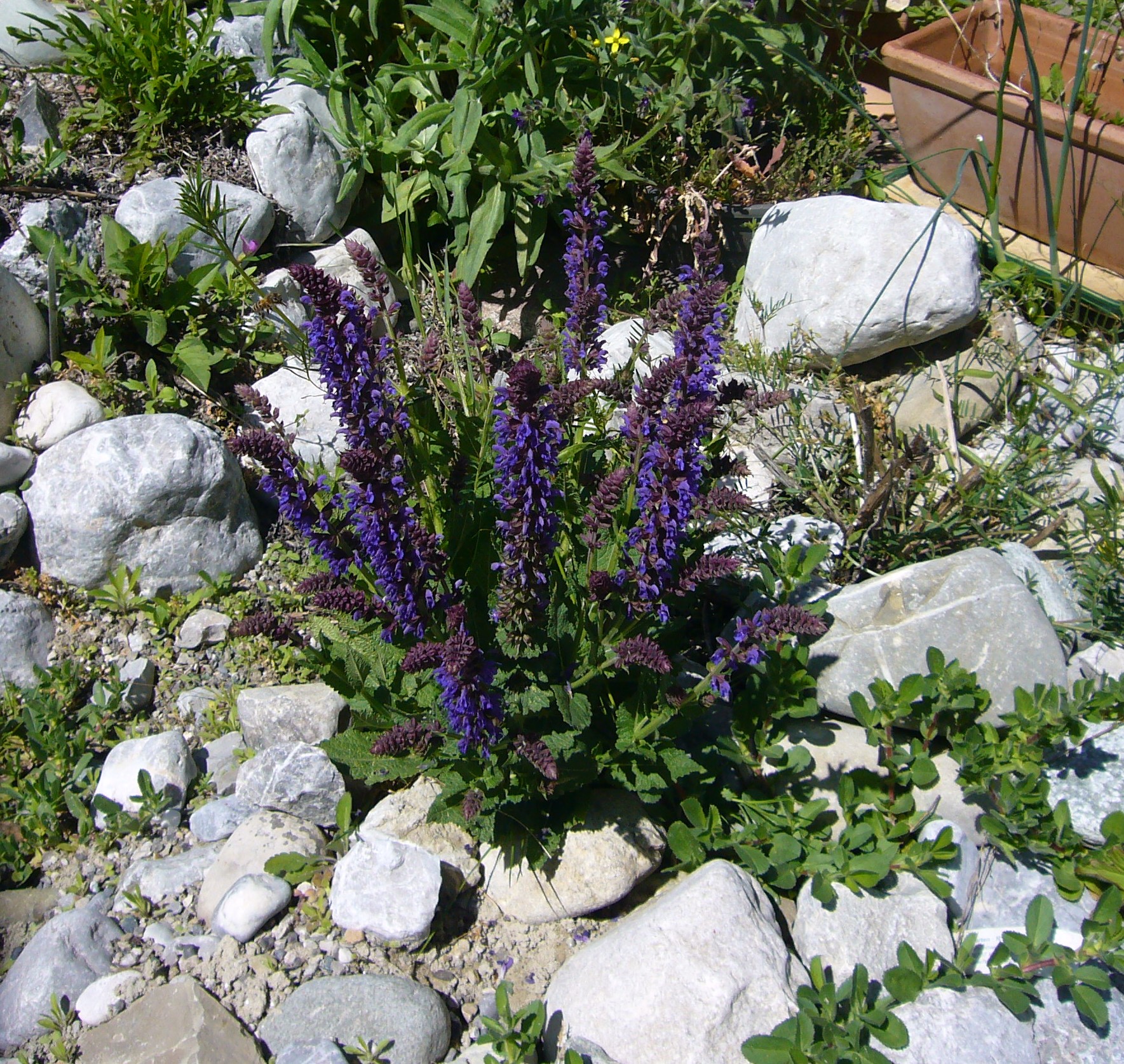 You are currently viewing Steppen-Salbei – Salvia nemorosa