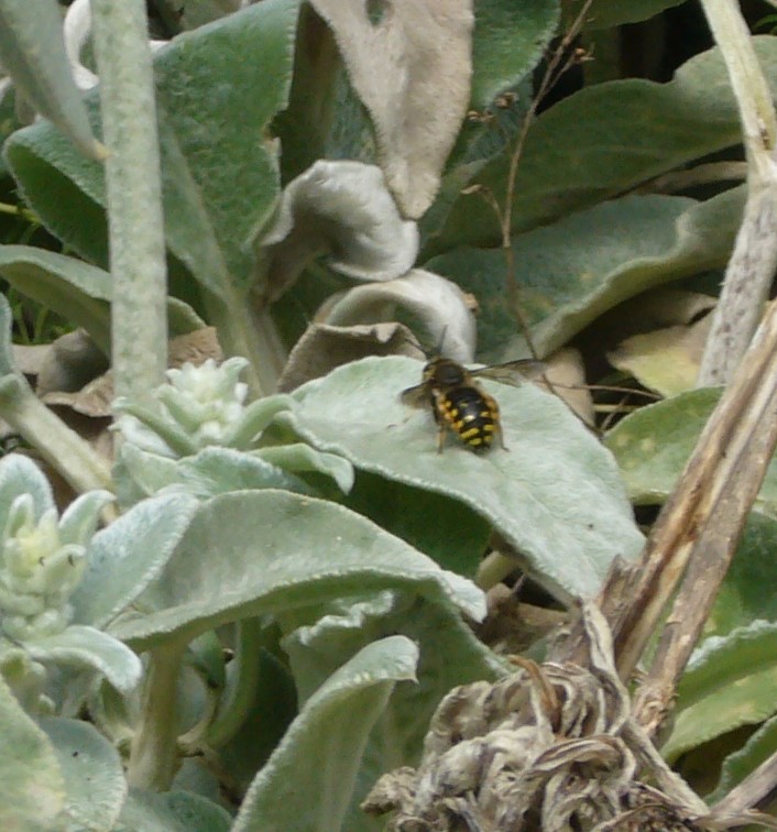 You are currently viewing Garten-Wollbiene – Anthidium manicatum