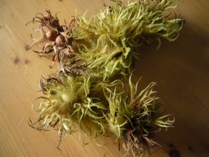 Read more about the article Baum-Hasel – Corylus colurna