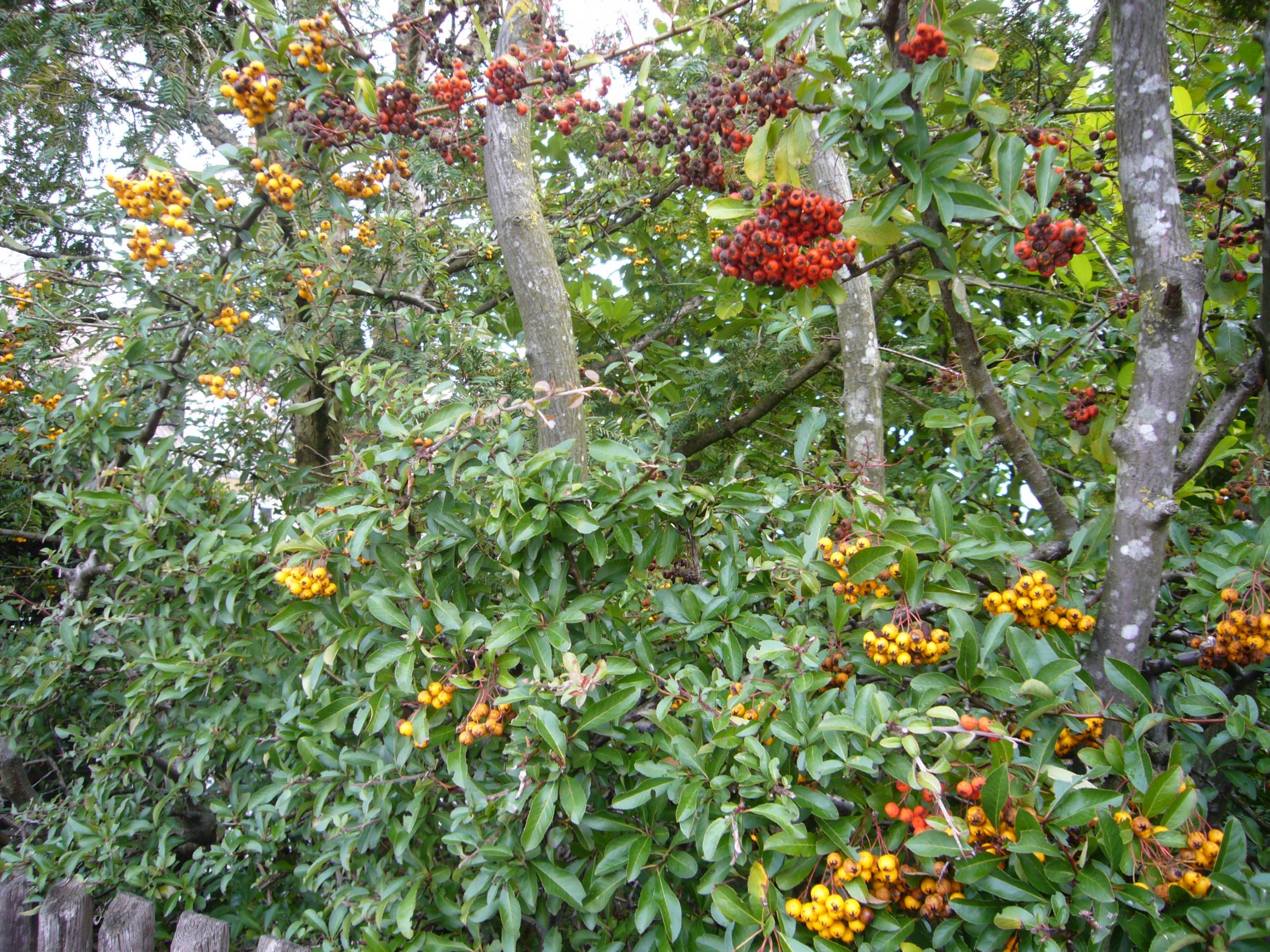 You are currently viewing Feuerdorne – Pyracantha
