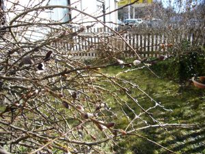 Read more about the article Mythos Hängende Kätzchenweide – Salix caprea pendula