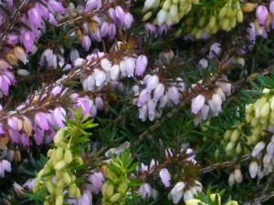 Read more about the article Schneeheide -Erica carnea