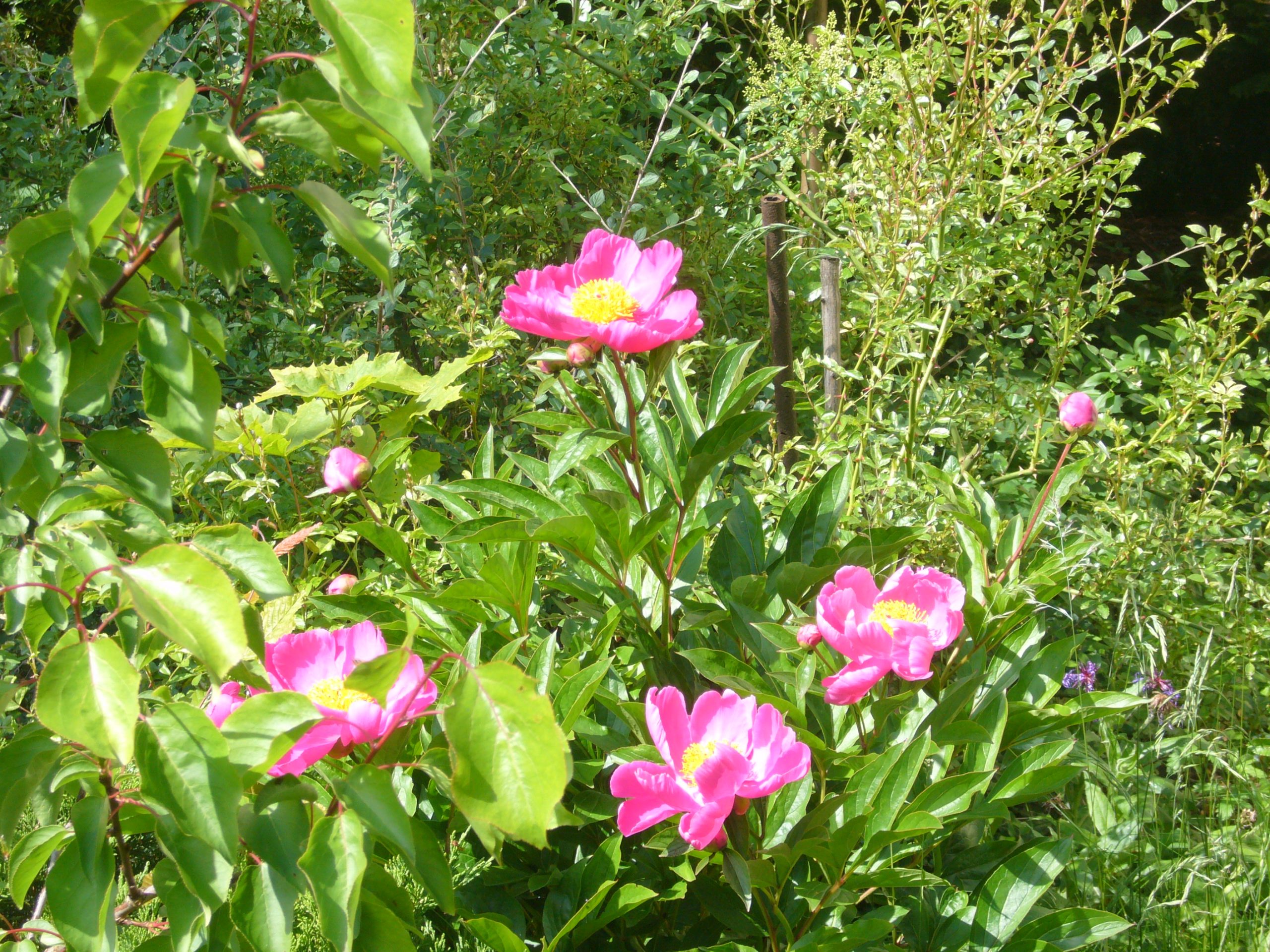 You are currently viewing Pfingstrosen – Paeonia