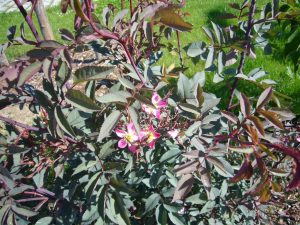 Read more about the article Hechtrose – Rose glauca