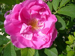 Read more about the article Kartoffel-Rose – Rosa rugosa