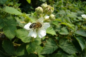 Read more about the article Kratzbeere – Rubus caesius