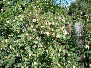 Read more about the article Bibernell-Rose – Rosa spinosissima, Rosa pimpinellifolia