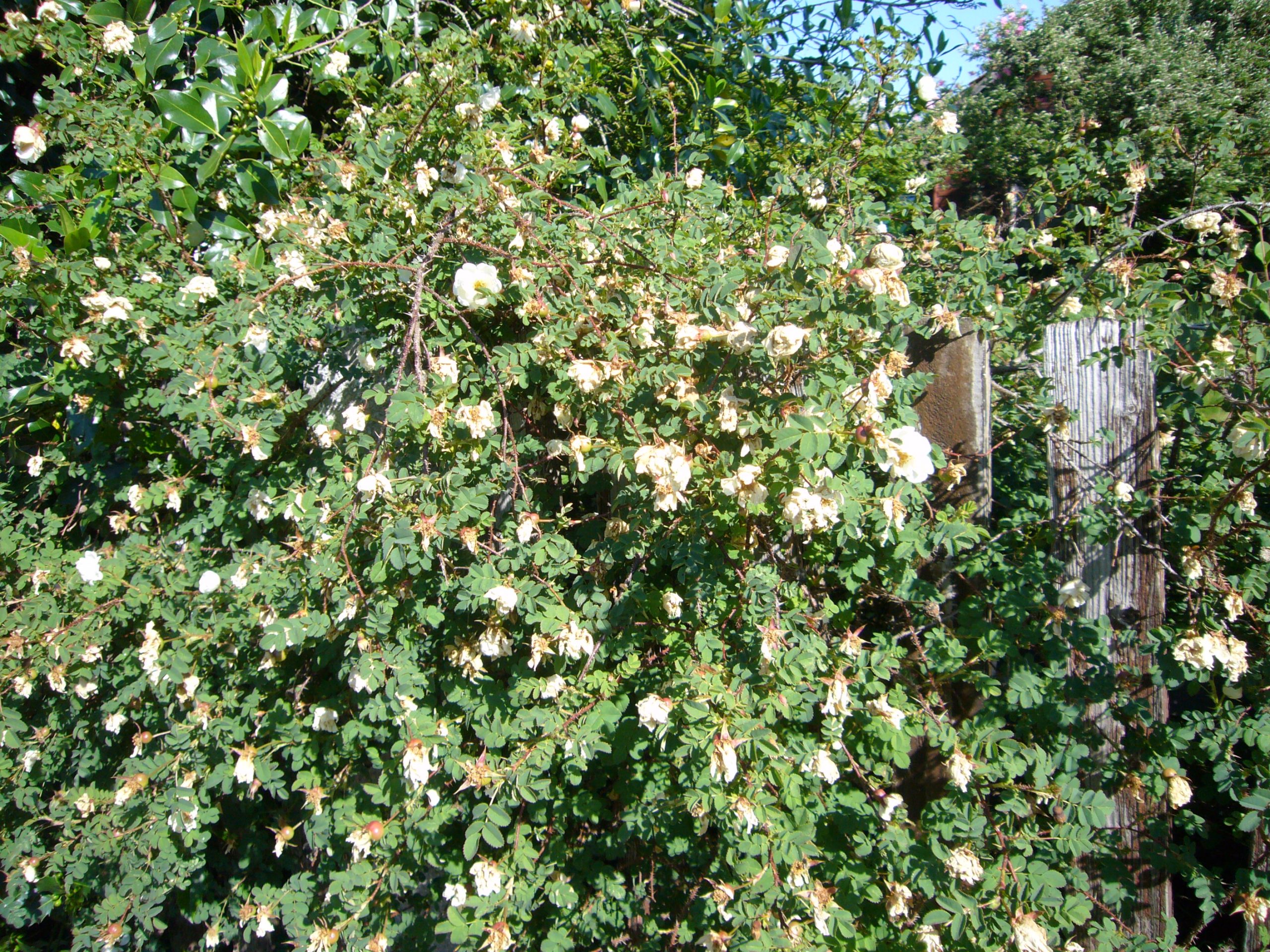 You are currently viewing Bibernell-Rose – Rosa spinosissima, Rosa pimpinellifolia