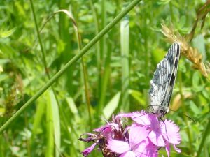 Read more about the article Kartäusernelke – Dianthus carthusianorum