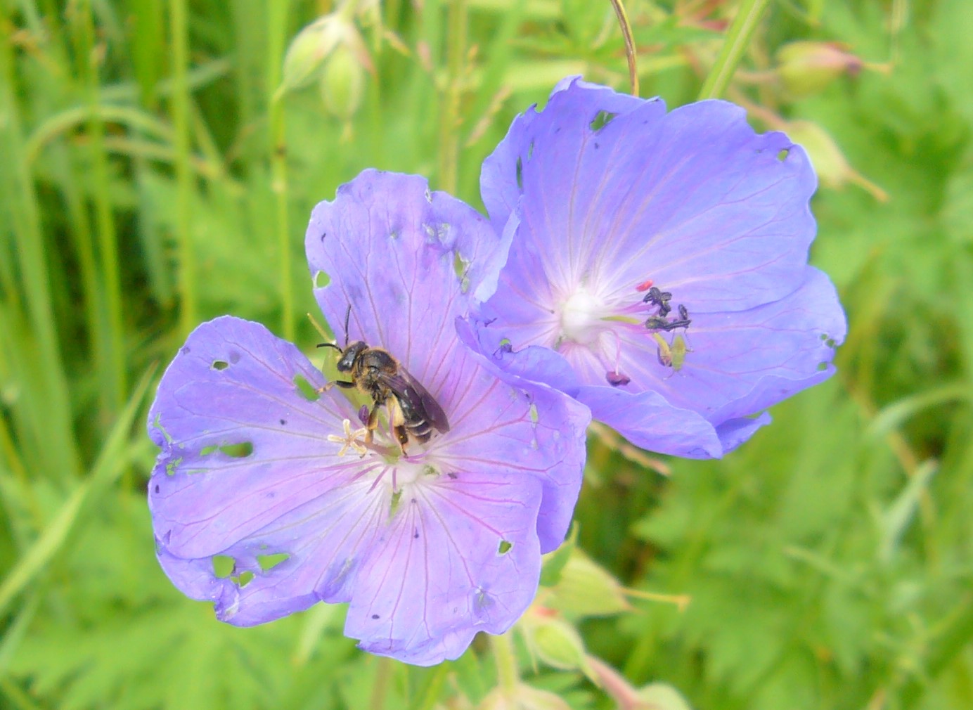 You are currently viewing Oligolektisch sammelnde Wildbienen-Arten