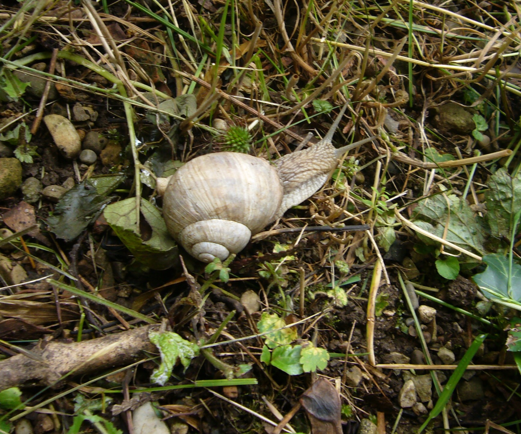 You are currently viewing Weinbergschnecke – Helix pomatia