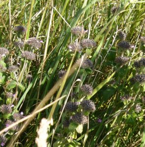 Read more about the article Gemeiner Wirbeldost – Clinopodium vulgare