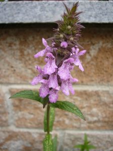 Read more about the article Zieste – Stachys