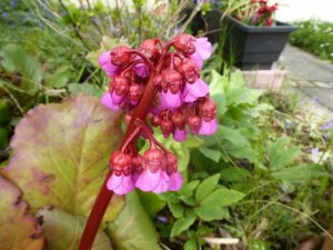 Read more about the article Bergenien – Bergenia