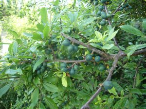 Read more about the article Mythos Schlehe – Prunus spinosa
