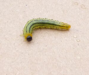 Read more about the article Braungelbe Weidenblattwespe – Nematus salicis