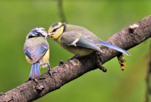Read more about the article Blaumeise – Cyanistes caeruleus