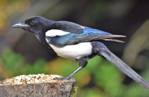 Read more about the article Elster – Pica pica