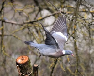 Read more about the article Ringeltaube – Columba palumbus
