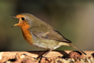 Read more about the article Rotkehlchen – Erithacus rubecula