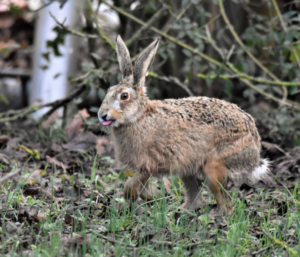 Read more about the article Feldhase – Lepus europaeus