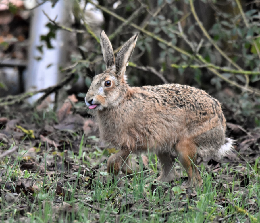 You are currently viewing Feldhase – Lepus europaeus