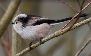 Read more about the article Schwanzmeise – Aegithalos caudatus