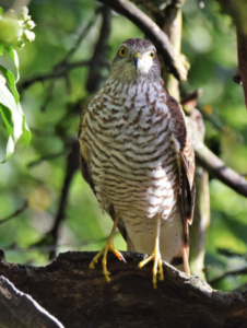Read more about the article Sperber – Accipiter nisus