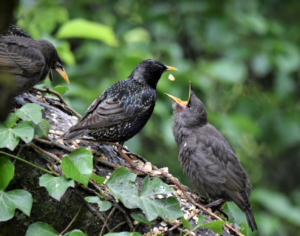 Read more about the article Star – Sturnus vulgaris