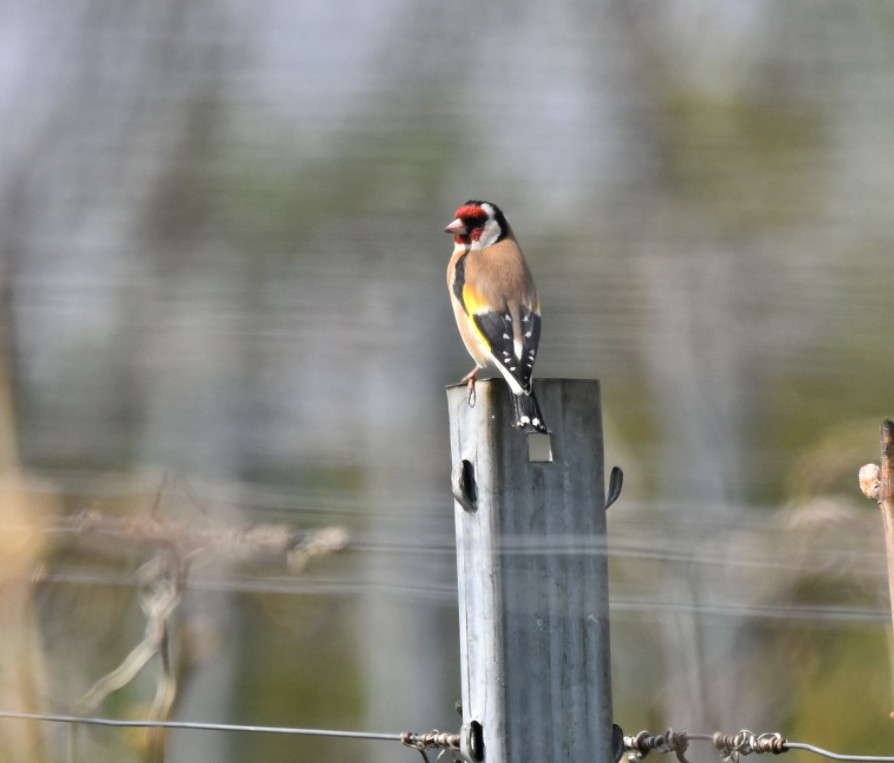 You are currently viewing Stieglitz – Carduelis carduelis