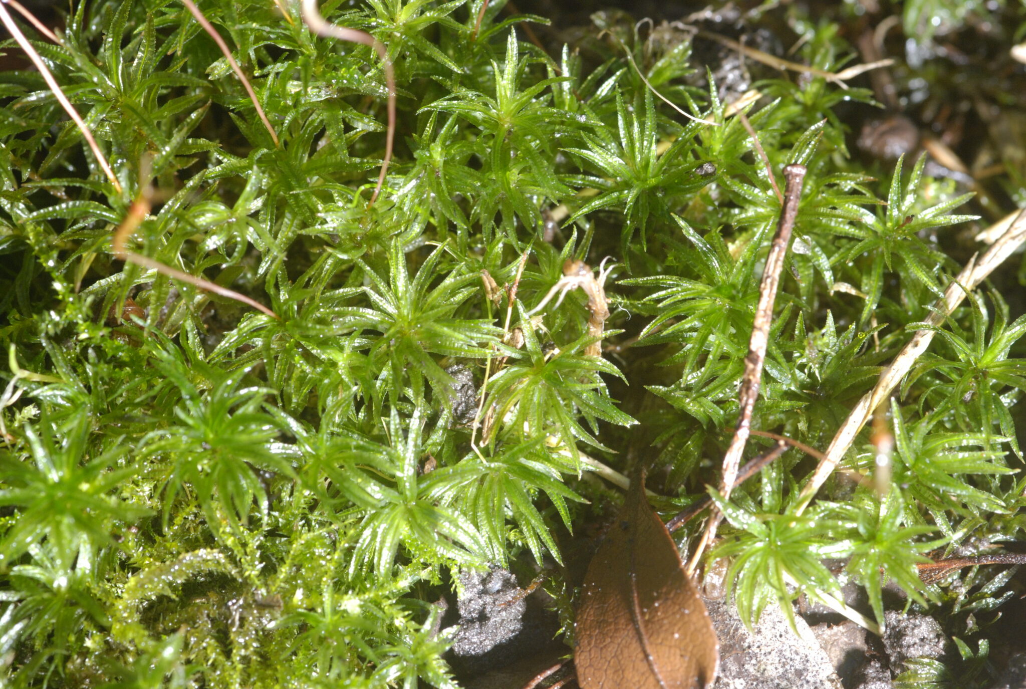 Atrichum undulatum