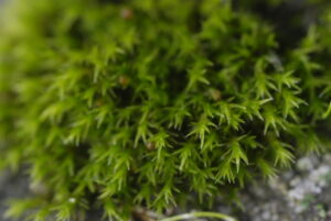 Read more about the article Dickhaar-Spalthütchenmoos (Schistidium crassipilum)