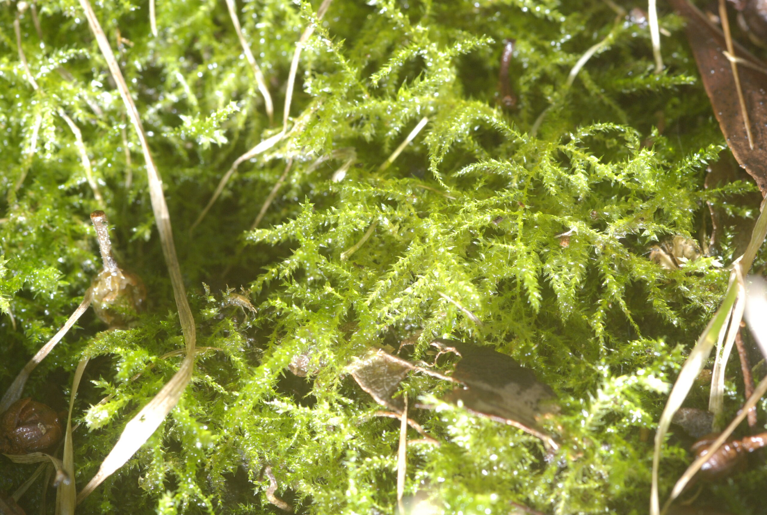 You are currently viewing Langblättrige Schönschnabelmoos (Kindbergia praelonga)