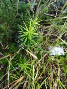 Read more about the article Gemeines Widertonmoos (Polytrichum commune)