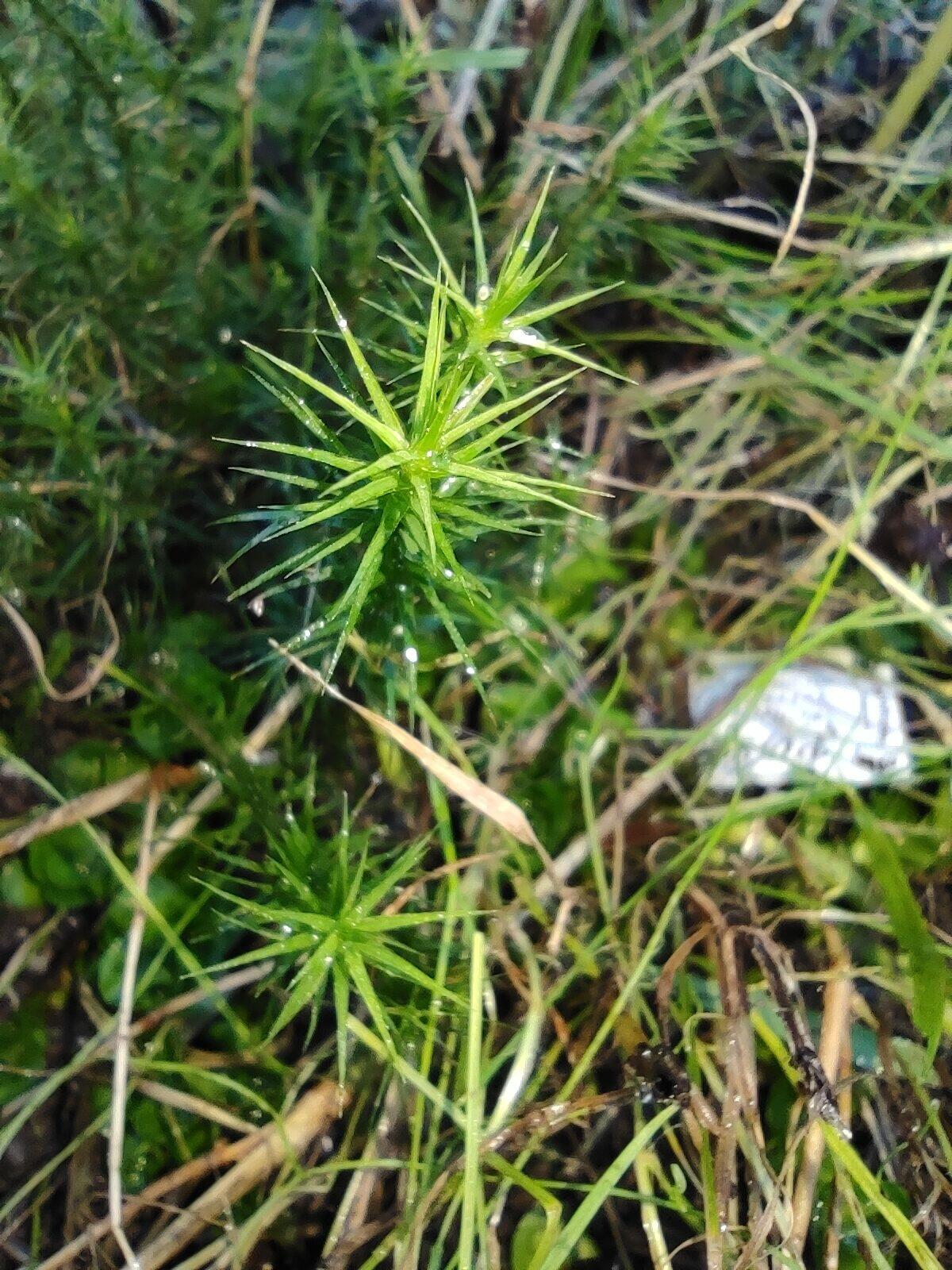 You are currently viewing Gemeines Widertonmoos (Polytrichum commune)