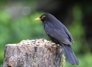 Read more about the article Amsel – Turdus merula