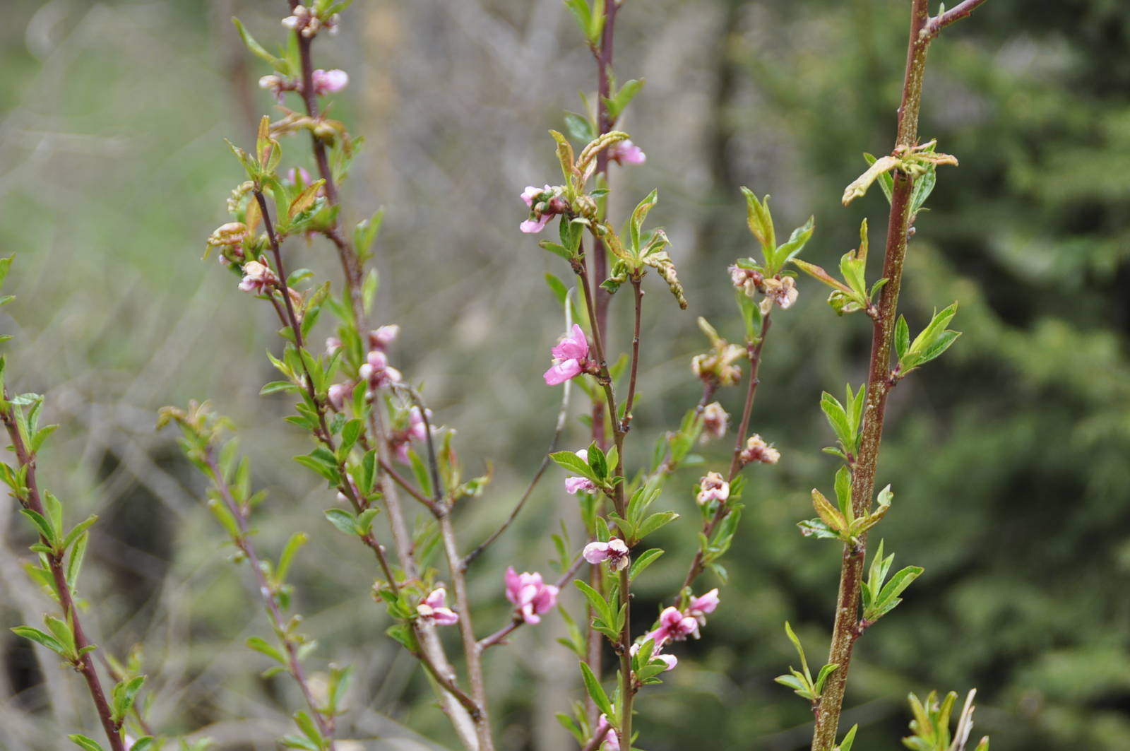 2020-04-12-nektarinenblüte-hortusexternus.JPG