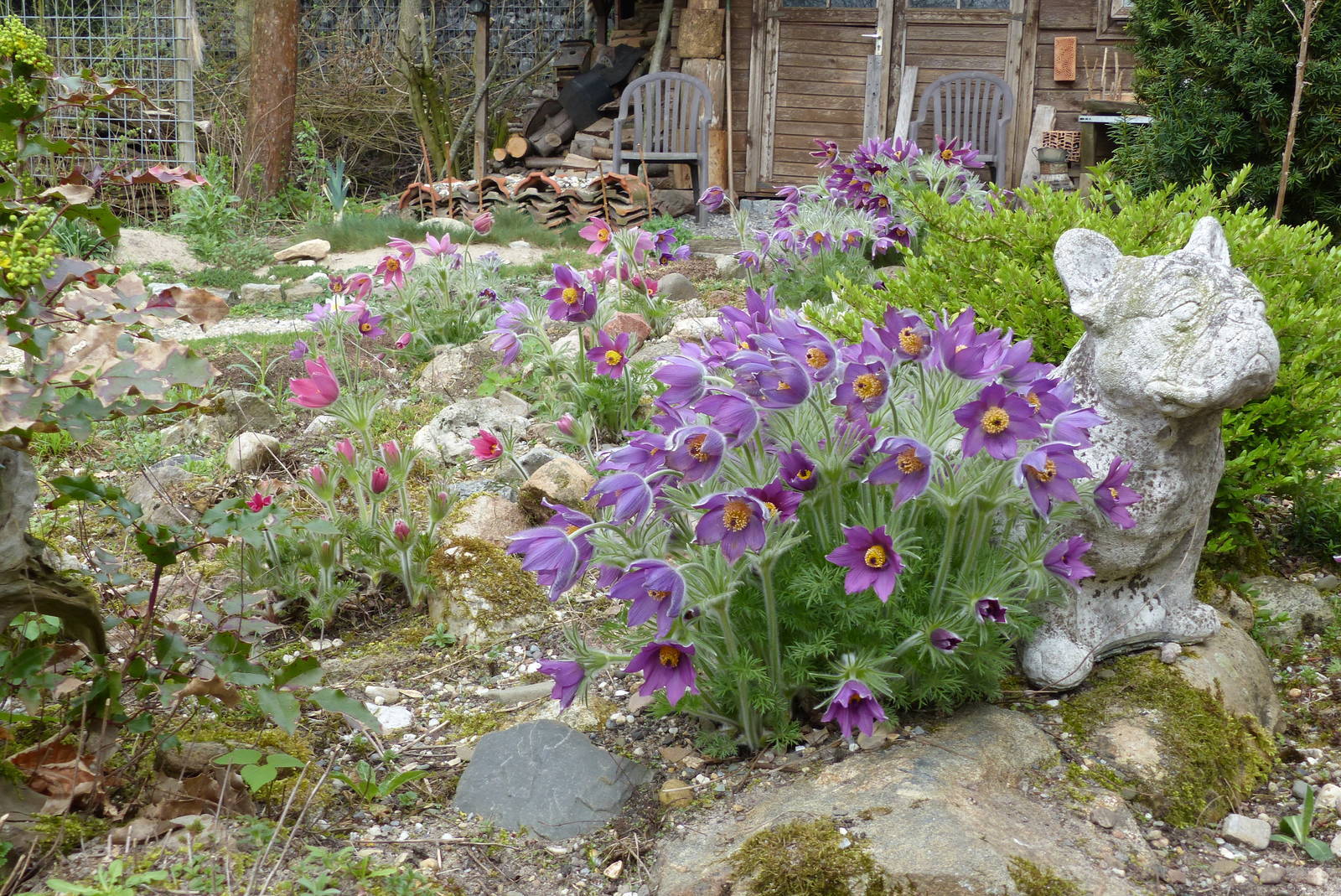 Frühblüher im Garten Seite 3 Forum