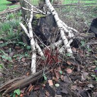 Totholz im Waldbeet 
