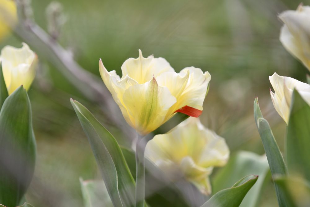 Tulpe Yellow Springgreen