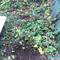 Entwicklung Badewannenteich