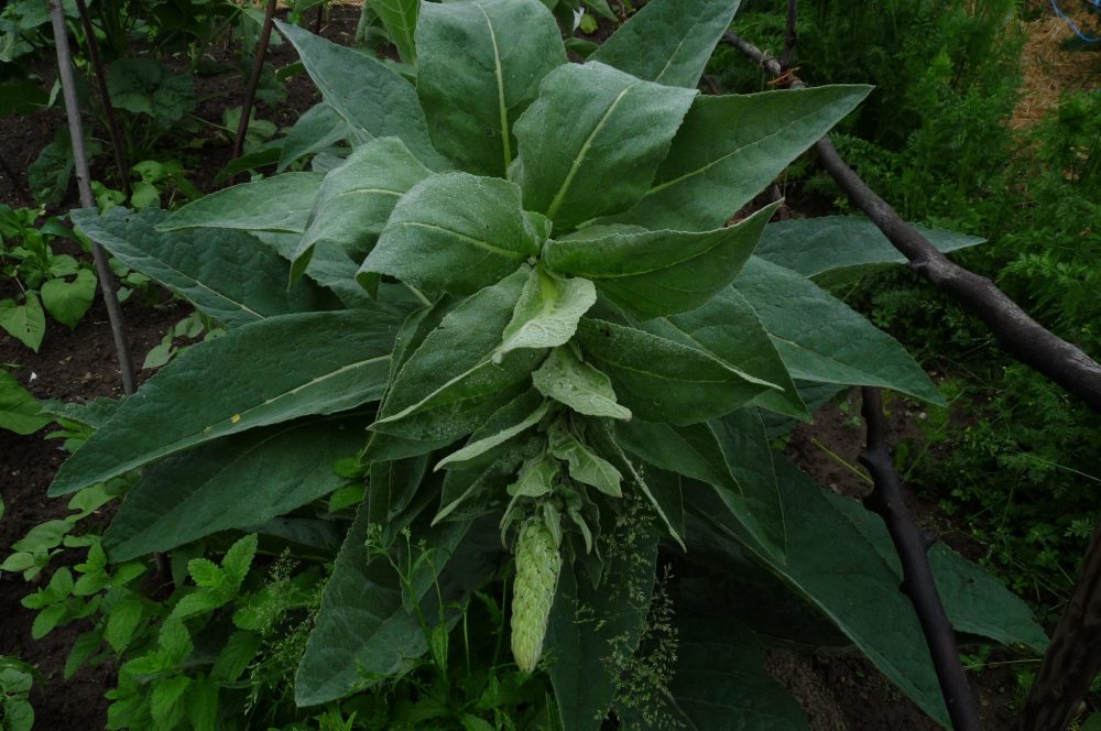 P1110194