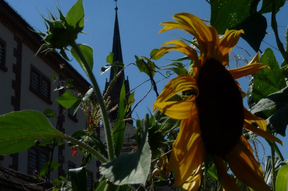 Milpa vor Knast